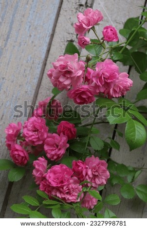 Pink color Large Flowered Rambler Rose Utigord Falls flowers in a garden in July 2022
