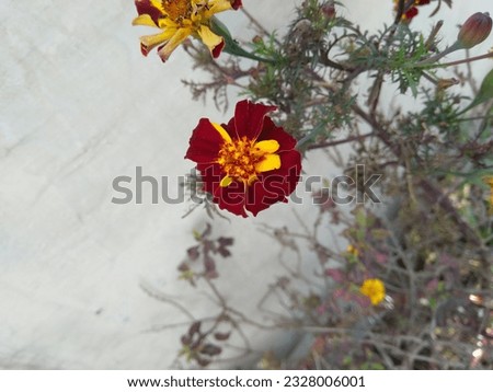 Marigold Flower, Red flower, Red and brown Marigold flower, Nature photography, Flowers Photography