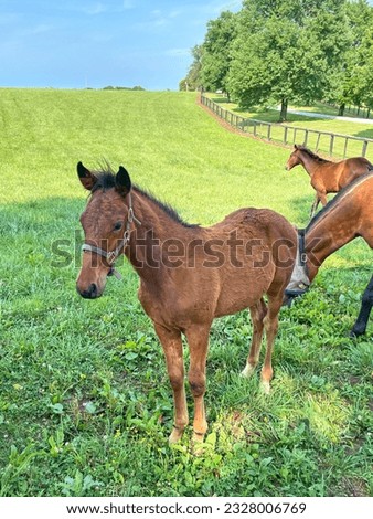 Colt standing in field in Central Kentucky
