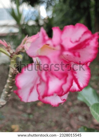 Adenium obesum or Impala lily or Mock azalea or

Desert rose or Sabi star flower.