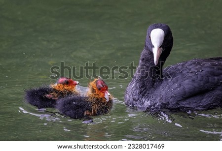 Close up of pair of newborn Coot chicks being fed on the water by their mother