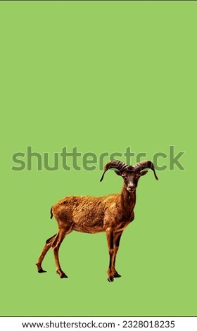 image showing a sheep in a green screen to use in photo montages