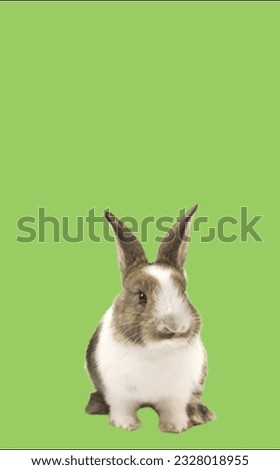 image showing a rabbit in a green screen to use in photo montages