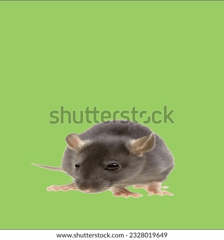 image showing a mouse in a green screen to use in photo montages