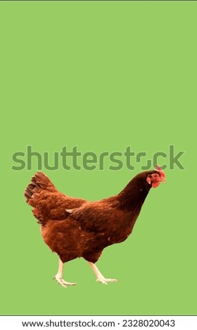 image showing a hen in a green screen to use in photo montages