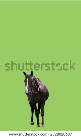image showing a horse in a green screen to use in photo montages