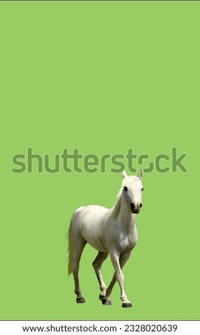 image showing a horse in a green screen to use in photo montages