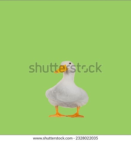 image showing a duck in a green screen to use in photo montages