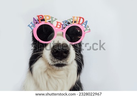Happy Birthday party concept. Funny cute puppy dog border collie wearing birthday silly eyeglasses and smiling isolated on white background. Pet dog on Birthday day