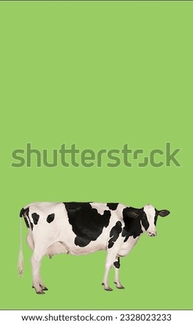 image showing a cow in a green screen to use in photo montages