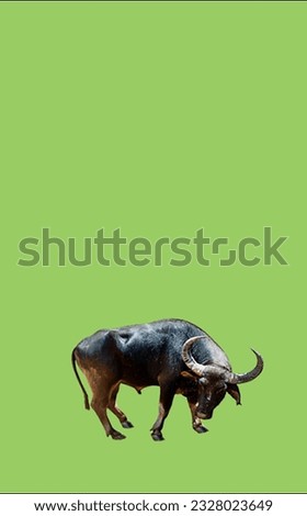 image showing a bull in a green screen to use in photo montages