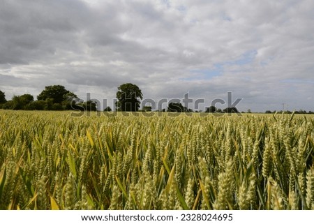 A wheat crop growing in a field, near Long Stratton, Norfolk,  England, UK - 2023. A nearby walk called the Boudicca Way from Norwich to Diss is nearby.