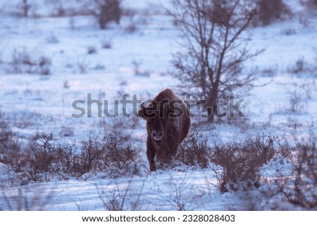 European bison during winter. Bison among the bushes. European nature. Big brown bull on the meadow. 