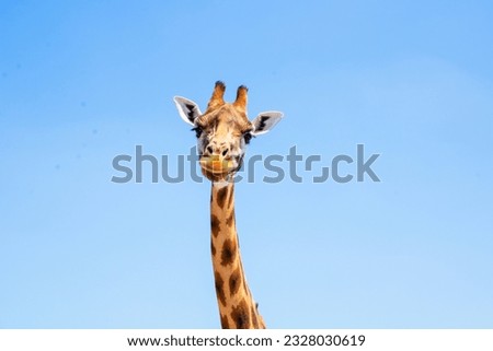 Giraffes , Their long necks and unique patterns make them instantly recognizable and photogenic. Royalty-Free Stock Photo #2328030619