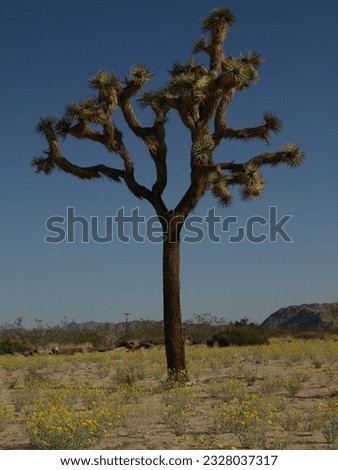 spindly joshua tree, landers, california