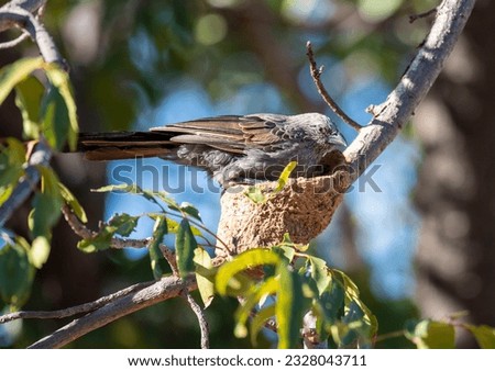 Apostle bird at mud nest in tree at Normanton, Queensland, Royalty-Free Stock Photo #2328043711