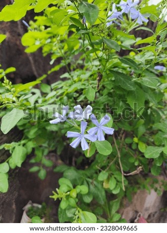Purple Colour of Plumbago Flowers at The Garden 01