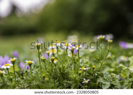 small flowers of various colors at ground level in a green field Royalty-Free Stock Photo #2328050805