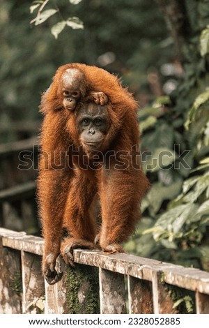 An endearing sight in Borneo as an orangutan and her baby gracefully traverse a fence, their bond evident in their synchronized steps.