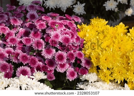 Bright colorful Chrysanthemum flowers in a florist's shop