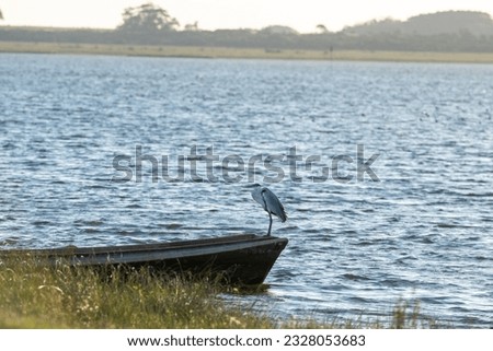 Birds in the Laguna de Rocha in La Paloma in the protected area in Uruguay.