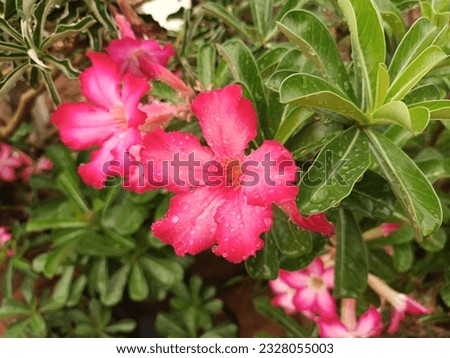 Classic beautiful picture of pink adenium obesum with green petal leaves and water drop in the fresh natural garden. Common names are Desert Rose or Impala Lily.