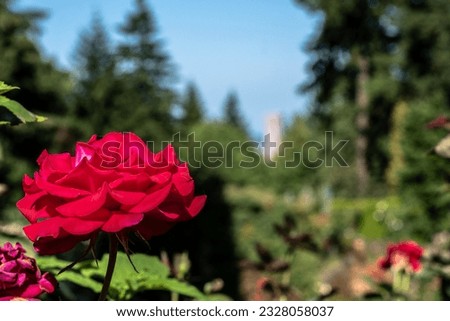 Red Rose In Front of Portland City Skyline at Portland International Rose Test Garden in Oregon