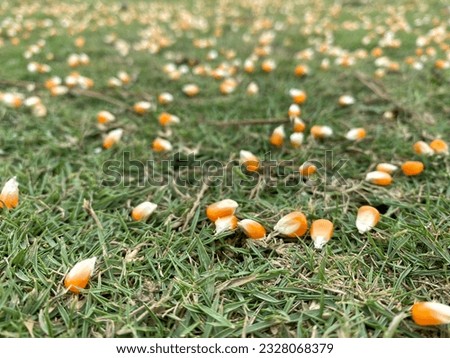 
Corn seeds scattered on the grass Royalty-Free Stock Photo #2328068379