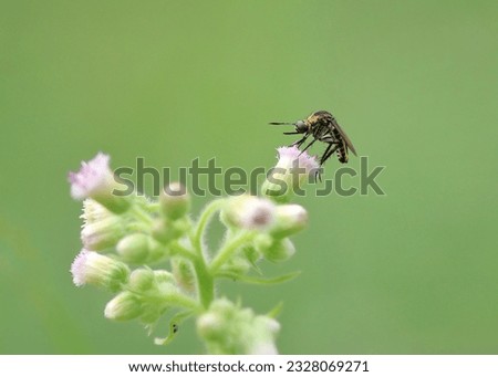Mosquito on a flower in the forest