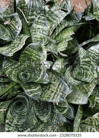 Sansevieria crocodile rock hybrid tongue-in-law succulent plant seeds. Often referred to as the mother-in-law's tongue or snake plant. The leaves are a beautiful combination of green with silvery line