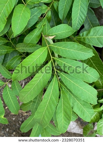 The green leaves of the longan tree, the fruit of Thailand
