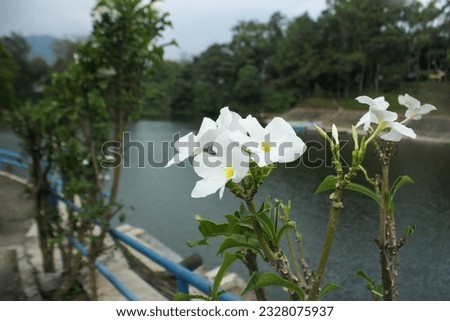 beautiful white flowers that are above the river