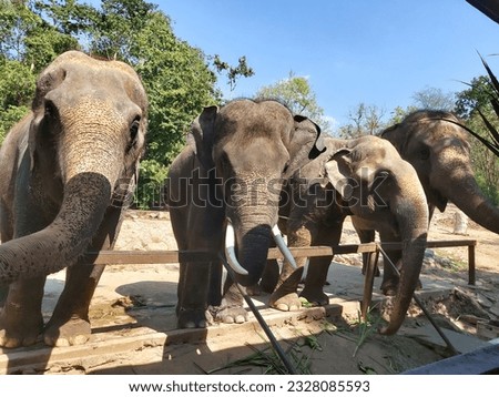 Elephants in the Khao Kheow Open Zoo in Chonburi, Thailand.
