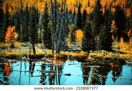 A Lake near the Pine Trees.