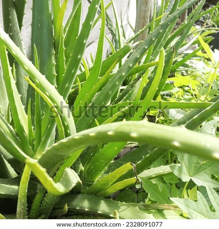 aloe vera plants containing polybags