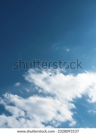 Falcon flying over the sky of Nuevo León