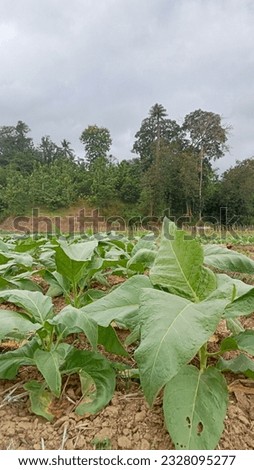 Expanse of tobacco plants planted during the dry season in tropical climates