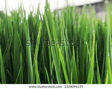 Green Meadows - Green Rice Plants Photos