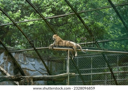Leopard in captivity resting in Trivandrum or Thiruvananthapuram Kerala India  zoo