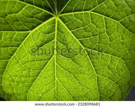 Natural green leaf veins stock photo