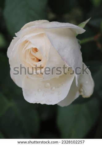 Cream and white color Hybrid Tea Rose Princesse Astrid de Belgique flowers in a garden in July 2022