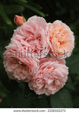 Apricot and pink color Large Flowered Climber Rose Barock flowers in a garden in July 2022