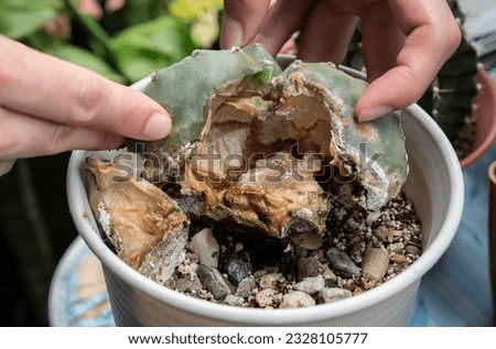 Farmer hands checking dead Astrophytum Myriostigma cactus caused of rotten. Cactus rot is one of the main causes of cactus death from fungal and bacterial diseases attack or over-water them. Royalty-Free Stock Photo #2328105777