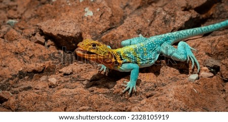 collard lizard sunning on rocks Royalty-Free Stock Photo #2328105919