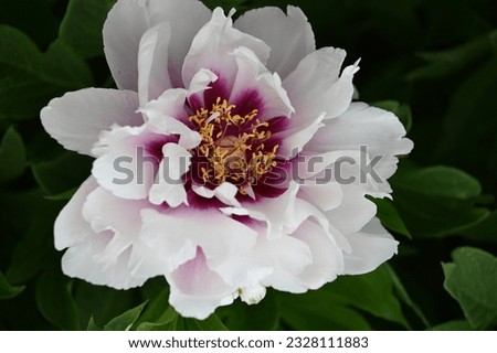 the wide open white flower of a large peony
