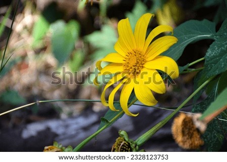 Bua Tong Flower or Mexican Sunflower on nature background. It is a yellow flower that blooms all over the mountain, making it look very beautiful. And is a tourist attraction of Mae Hong Son Province.