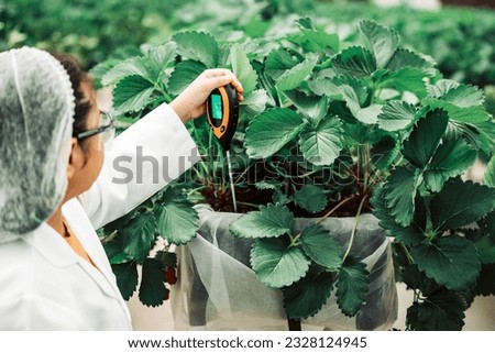 Junior scientist learn to use soil survey instrument. Measuring soil temperature and moisture, lighting intensity, acid- base balance which are all important for crops growth in strawberry farming.