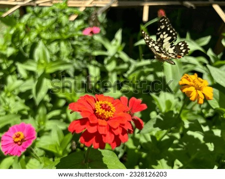 Butterfly and flowers in the garden