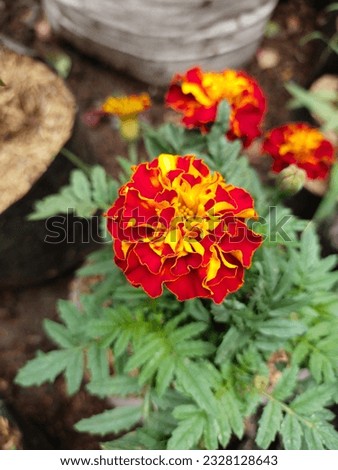 Orange flowers of the marigold plant. Floral background. Template for congratulations.