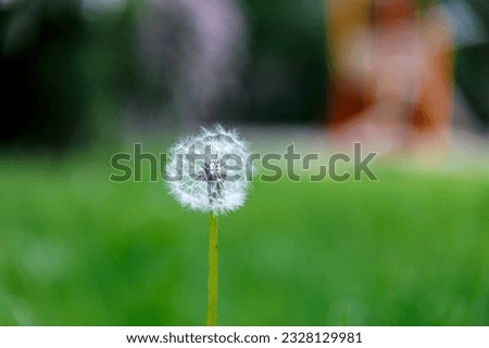Dandelion on green background in garden